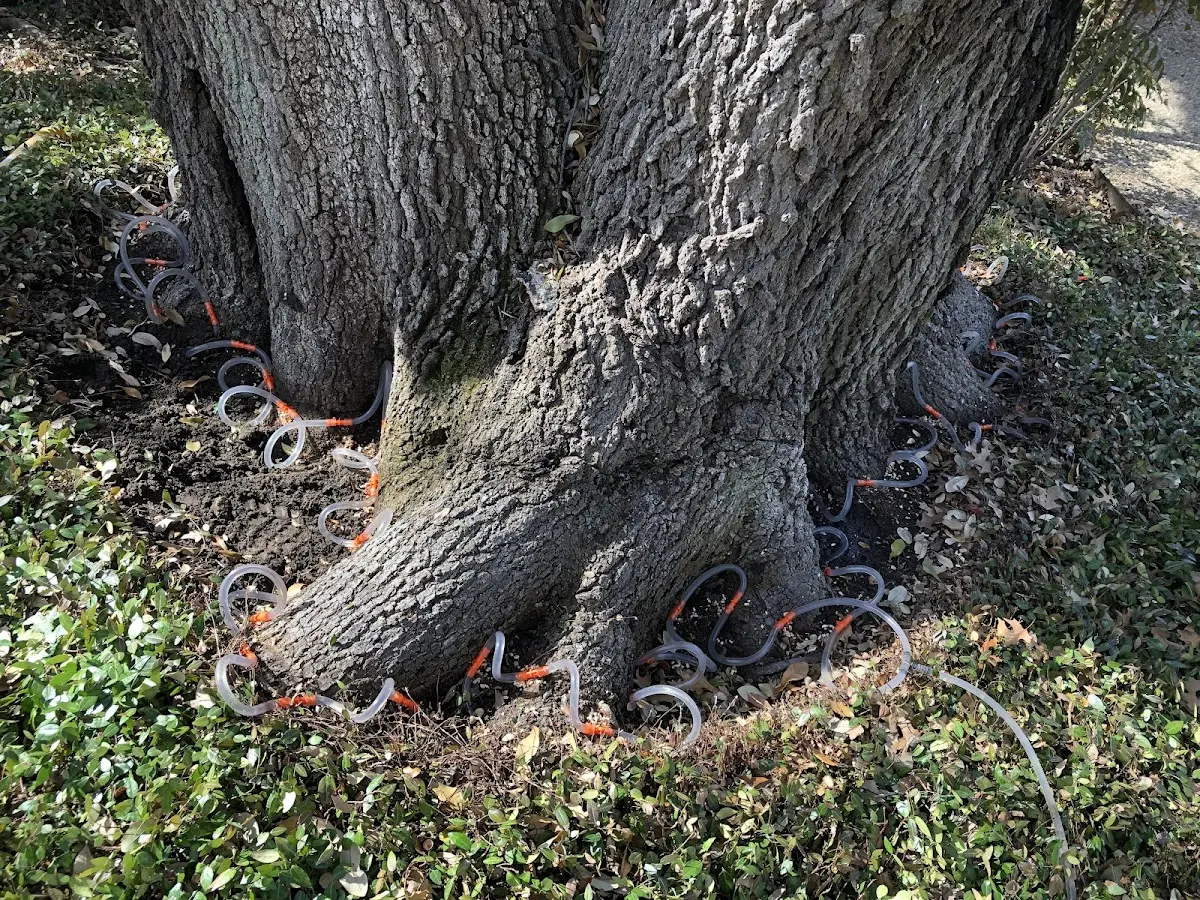 Detailed Tree Cabling and Bracing job site in Winona Lake