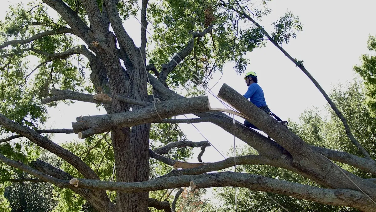 Professional Crown Thinning performed by certified arborists in Winona Lake